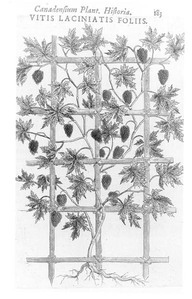 Canadensium plant. Historia. Vitis laciniatis foliss