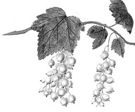 Groseilles blanches 
In De Groote, Christine, Fleurs, fruits, légumes : une histoire du jardin de l'antiquité à nos jours, Renaissance du livre, Tournai, 1999