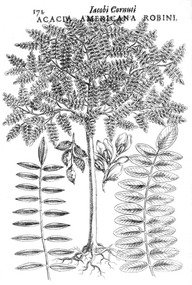 La première illustration de l'acacia d'Amérique de Robin