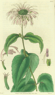 La monarde fistuleuse (Monarda fistulosa)