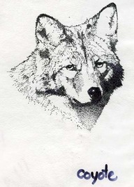 Coyote
Dessin au trait