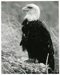 Aigle à tête blanche