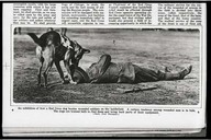 An exhibition of how a Red Cross dog locates wounded soldiers on the battlefield. A curious tendency among wounded men is to hide. The dogs are trained both to find them and bring back parts of their equipment.